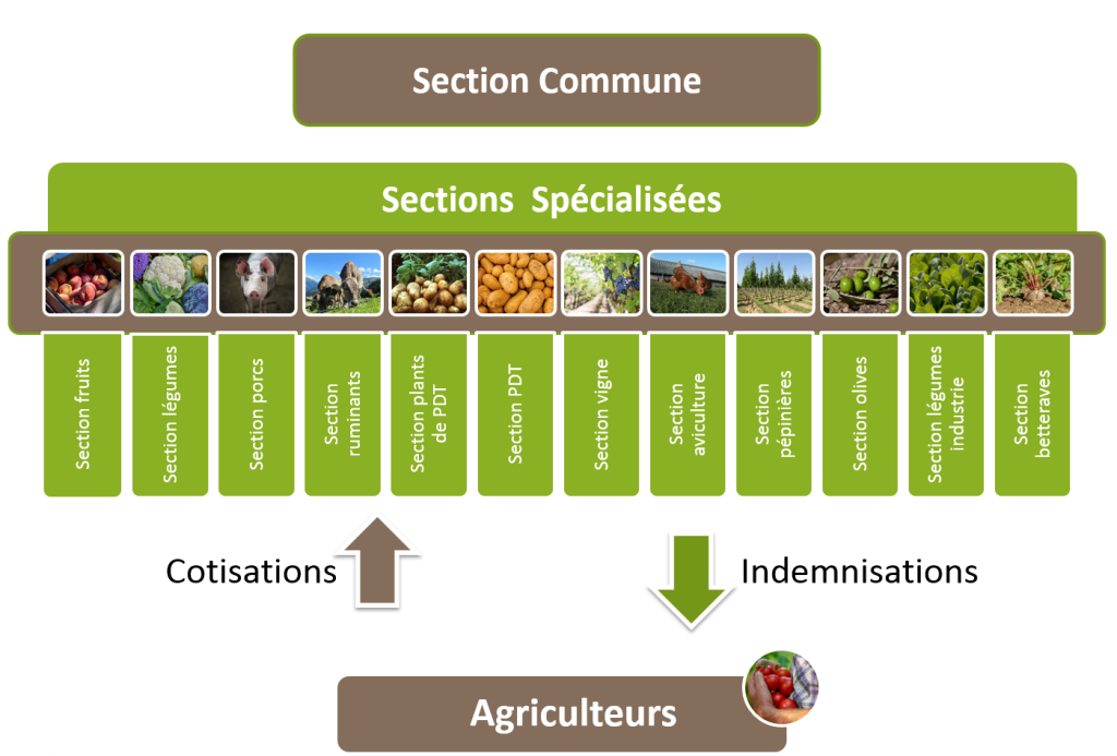 Schéma organisation FMSE